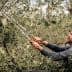 Individual using pruning shears to trim an olive tree in a garden setting. - Olive Oil Times