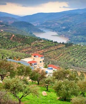 Scenic view of olive groves on hillsides with a river winding through the valley. - Olive Oil Times