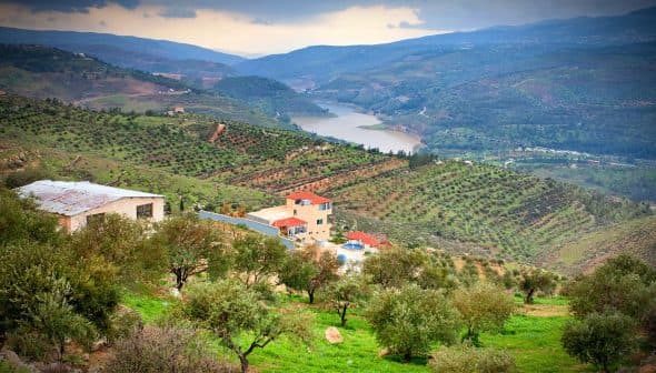 Scenic view of olive groves on hillsides with a river winding through the valley. - Olive Oil Times