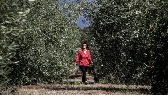 Woman in a red blouse walking between rows of olive trees in an olive grove. - Olive Oil Times