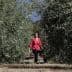 Woman in a red blouse walking between rows of olive trees in an olive grove. - Olive Oil Times