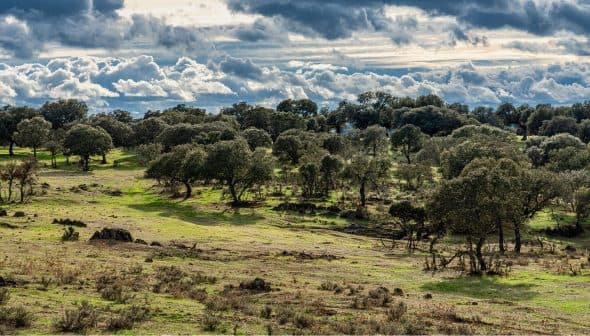 Open landscape featuring scattered trees and a cloudy sky above with varying shades of green grass. - Olive Oil Times