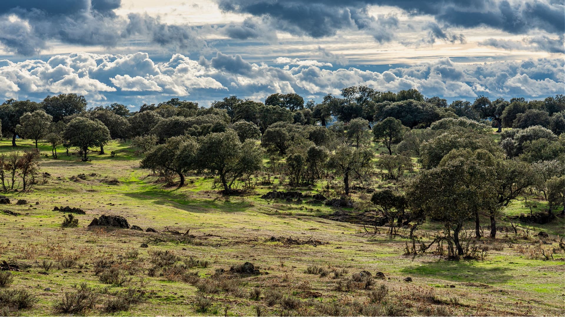 Open landscape featuring scattered trees and a cloudy sky above with varying shades of green grass. - Olive Oil Times