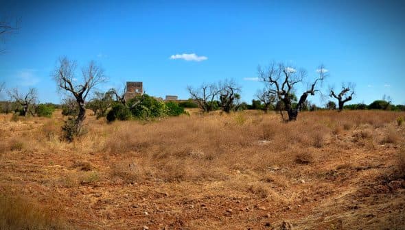A dry landscape featuring sparse vegetation and distant ruins under a clear blue sky. - Olive Oil Times