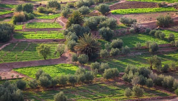 Aerial view of agricultural fields with green crops and olive trees in a patterned layout. - Olive Oil Times