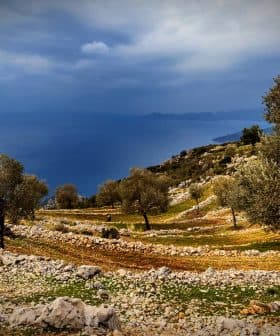 Olive trees arranged in rows on a hillside with a view of the sea in the background. - Olive Oil Times