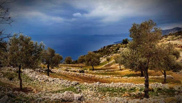 Olive trees arranged in rows on a hillside with a view of the sea in the background. - Olive Oil Times