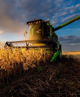 Green combine harvester working in a soybean field during sunset with clouds in the sky. - Olive Oil Times
