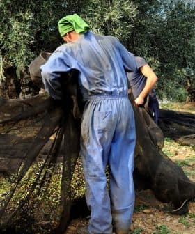 Two workers collecting olives using nets under olive trees during the harvest season. - Olive Oil Times
