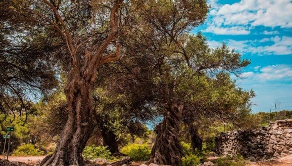 Two olive trees with thick trunks and lush green foliage in a natural setting. - Olive Oil Times