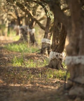 Several olive trees with protective wraps around their trunks in a grove setting. - Olive Oil Times