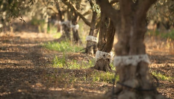 Several olive trees with protective wraps around their trunks in a grove setting. - Olive Oil Times