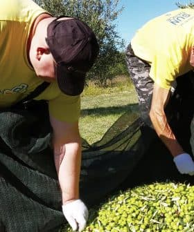 Two individuals in yellow shirts collecting olives from the ground during an olive harvest. - Olive Oil Times