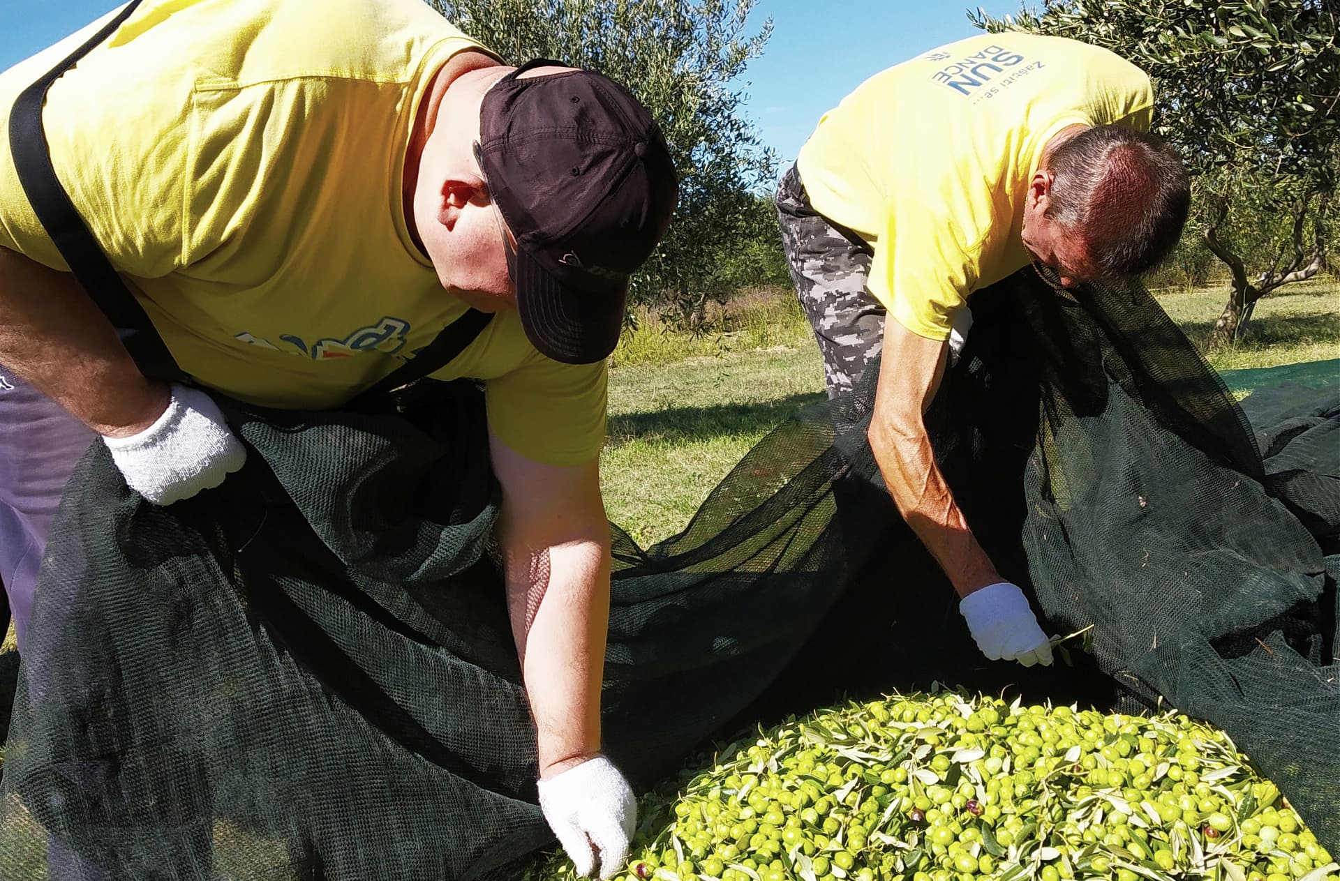 Two individuals in yellow shirts collecting olives from the ground during an olive harvest. - Olive Oil Times