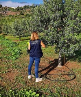 Two individuals observing an olive tree with an irrigation system in an agricultural field. - Olive Oil Times
