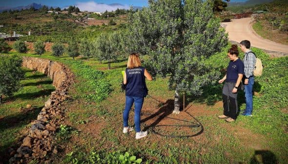 Two individuals observing an olive tree with an irrigation system in an agricultural field. - Olive Oil Times