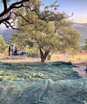 Workers harvesting olives in an orchard with nets spread on the ground. - Olive Oil Times