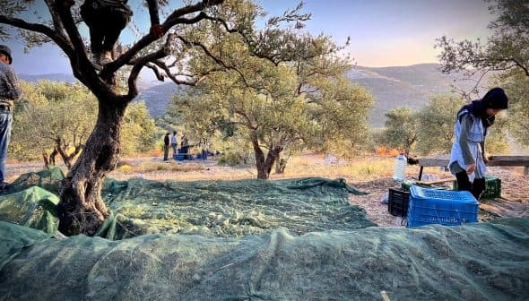 Workers harvesting olives in an orchard with nets spread on the ground. - Olive Oil Times