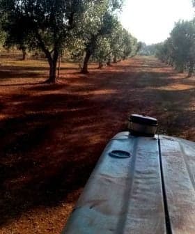 View from a tractor in an olive grove with rows of olive trees and a dirt path. - Olive Oil Times