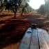 View from a tractor in an olive grove with rows of olive trees and a dirt path. - Olive Oil Times