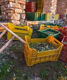 Various colorful crates filled with harvested olives placed near a stone structure. - Olive Oil Times