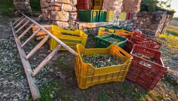 Various colorful crates filled with harvested olives placed near a stone structure. - Olive Oil Times