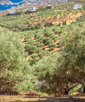 View of an olive grove with trees arranged in rows on a hillside overlooking the sea. - Olive Oil Times