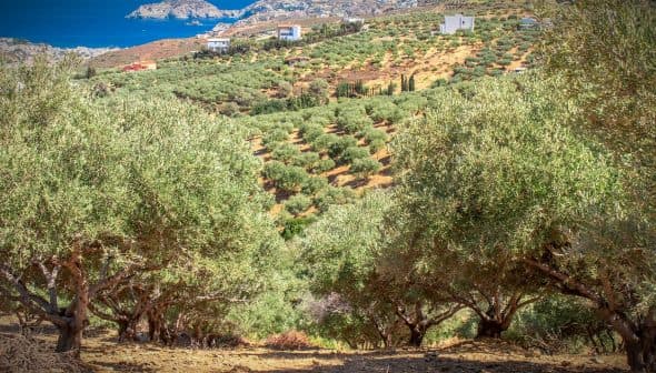 View of an olive grove with trees arranged in rows on a hillside overlooking the sea. - Olive Oil Times