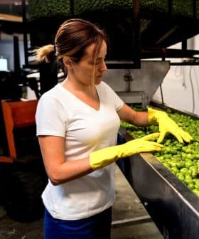 Woman wearing yellow gloves sorting green olives in a processing facility. - Olive Oil Times