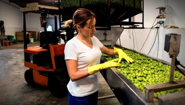 Woman wearing yellow gloves sorting green olives in a processing facility. - Olive Oil Times