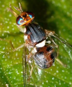 A close-up image of a fly with iridescent eyes resting on a green leaf. - Olive Oil Times