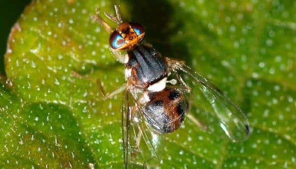 A close-up image of a fly with iridescent eyes resting on a green leaf. - Olive Oil Times