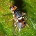 A close-up image of a fly with iridescent eyes resting on a green leaf. - Olive Oil Times