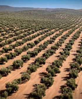 Aerial view of a large olive tree plantation with rows of trees on sandy soil. - Olive Oil Times