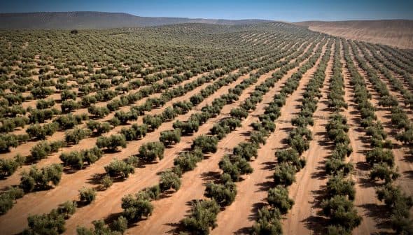 Aerial view of a large olive tree plantation with rows of trees on sandy soil. - Olive Oil Times