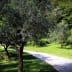Several olive trees lining a gravel path in a green landscape. - Olive Oil Times
