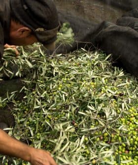 Person sorting through freshly harvested olives and leaves in a collection area. - Olive Oil Times