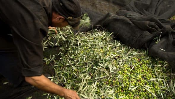 Person sorting through freshly harvested olives and leaves in a collection area. - Olive Oil Times