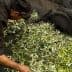 Person sorting through freshly harvested olives and leaves in a collection area. - Olive Oil Times