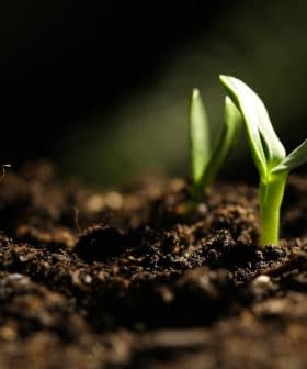 Two small green seedlings emerging from dark, rich soil in a close-up view. - Olive Oil Times