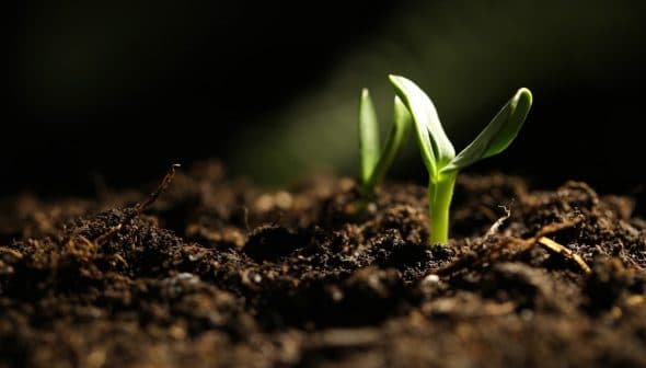 Two small green seedlings emerging from dark, rich soil in a close-up view. - Olive Oil Times