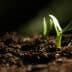 Two small green seedlings emerging from dark, rich soil in a close-up view. - Olive Oil Times