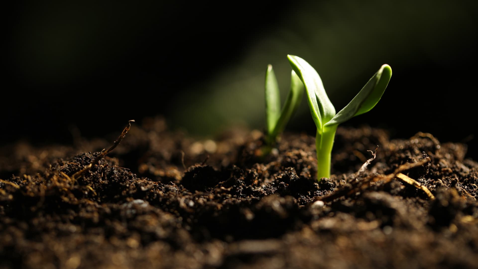 Two small green seedlings emerging from dark, rich soil in a close-up view. - Olive Oil Times