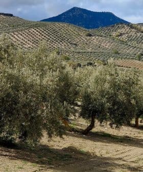 Row of olive trees in a field with rolling hills and a mountain in the background. - Olive Oil Times