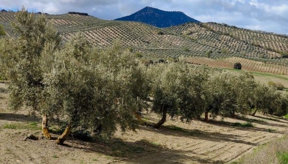 Row of olive trees in a field with rolling hills and a mountain in the background. - Olive Oil Times