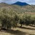 Row of olive trees in a field with rolling hills and a mountain in the background. - Olive Oil Times