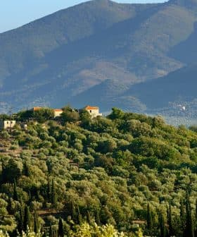 Olive trees covering a hillside with a small house and mountains in the background. - Olive Oil Times