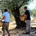 Four individuals harvesting olives from trees in an orchard using woven baskets. - Olive Oil Times