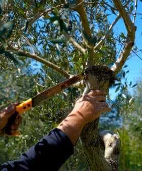 Individual using a hand saw to prune a branch of an olive tree in a garden. - Olive Oil Times