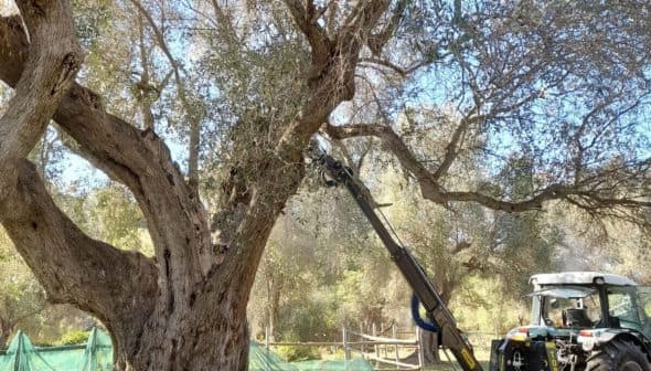 Tractor with an extended arm reaching up to harvest olives from a tree. - Olive Oil Times